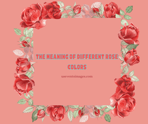 The Meaning of Different Rose Colors